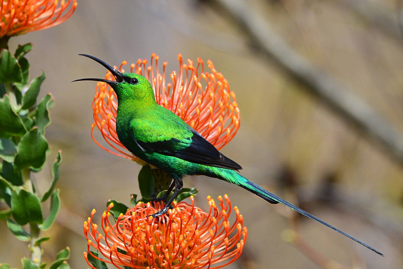 image Malachite Sunbird